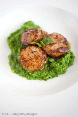 Scallops with mint and pea puree