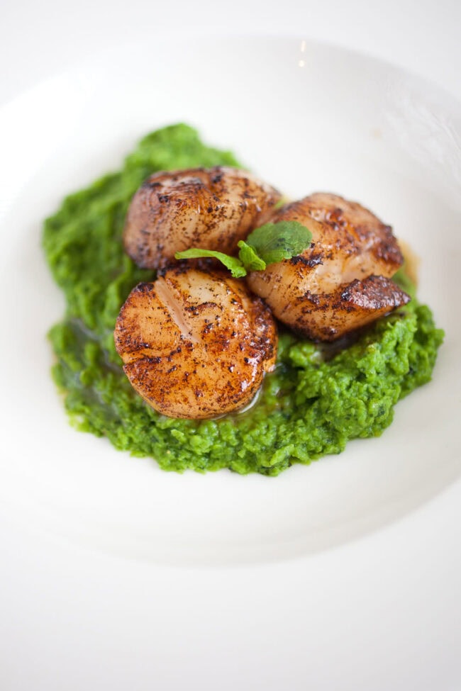 Scallops with pea puree