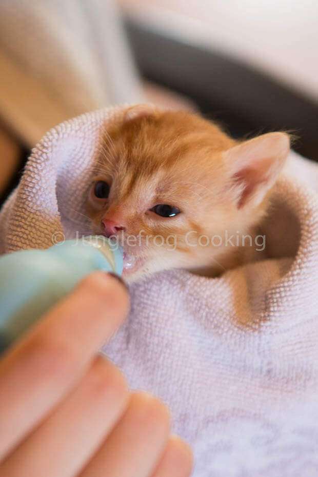 Tiny red kitten being handfed