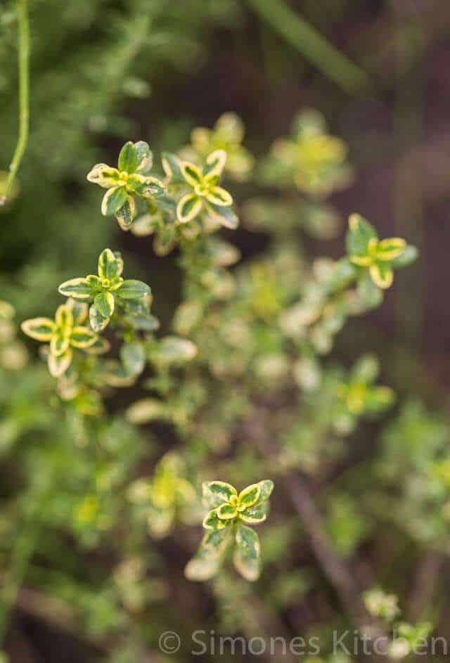 close up of thyme leaves