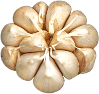 Garlic bulb