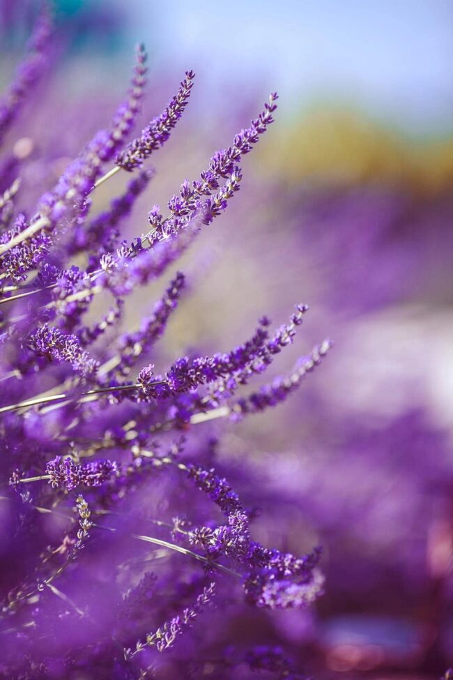 Lavender for cooking